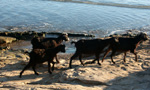 le capre vanno in spiaggia